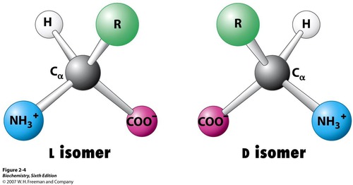 <p>molecules that are mirror images of each other</p>