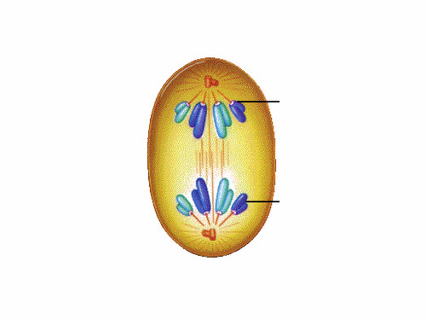 <p>Third phase of mitosis in which sister chromatids are pulled to opposite sides of the cell</p>