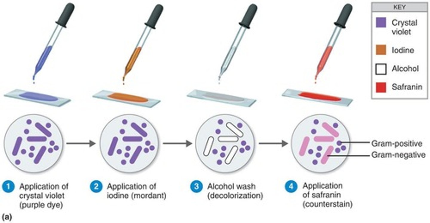 <p>Bacteria into gram-positive (purple) and gram-negative (pink/red) based on cell wall structure.</p>