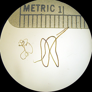 <p>long and thread-like</p>