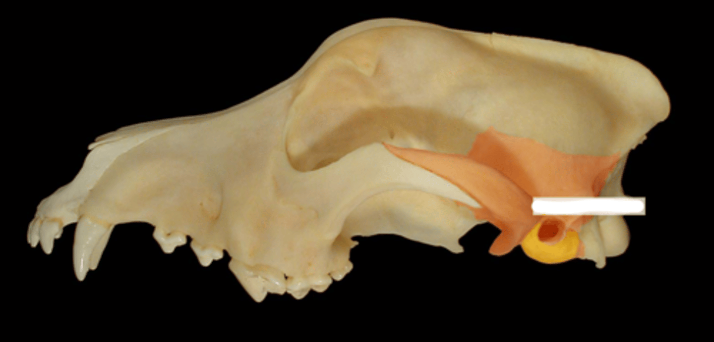 <p>What is the yellow highlighted?</p>