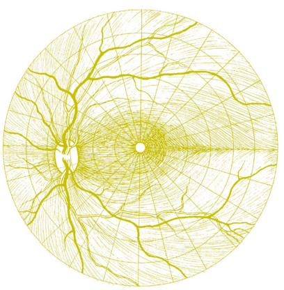 <p><strong>Superior and inferior temporal fibers</strong> are separated by the <strong>horizontal retinal raphe</strong> and<strong> arch around</strong> the macular area to reach the optic disc. These fibers are called the <strong>superior and inferior arcuate</strong>, respectively. </p><p>The fibers from the <strong>macular area to the optic disc</strong> are called the <strong>papillomacular bundle </strong></p><p>The <strong>nasal fibers travel directly to the optic disc </strong>and are described as radiating thus labeled as<strong> nasal radial bundle.</strong></p>