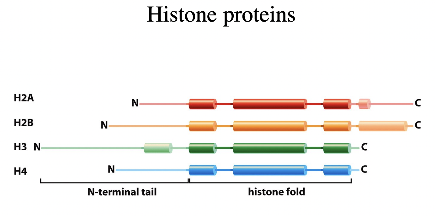 <ol><li><p>146 bp of DNA</p></li><li><p>octameric histone core:</p><ul><li><p>with two copies of each core histone</p></li><li><p>(H2A, H2B, H3, H4)</p></li></ul></li></ol><p></p>