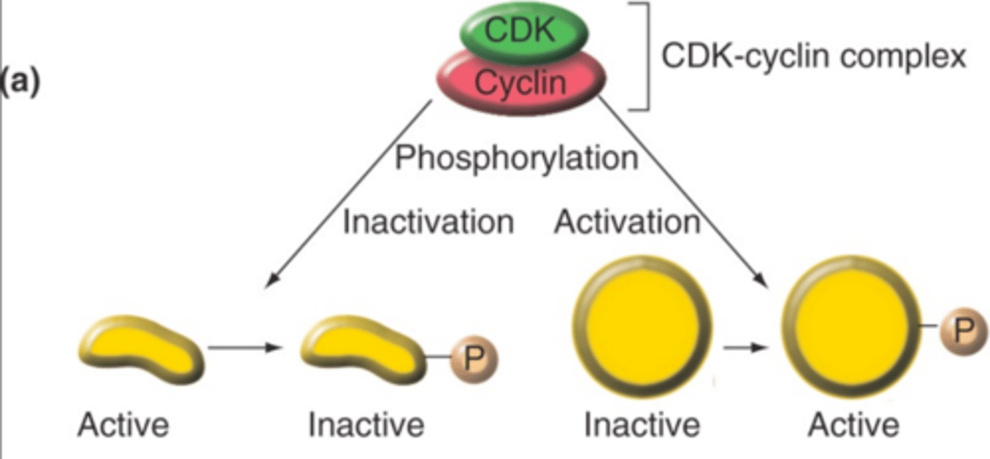 <p>they phosphorylate proteins involved in particular cell cycle steps, either activating or inactivating them</p>
