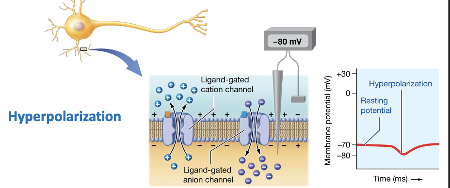 <ul><li><p>-80 mV</p></li><li><p>Loss of positive charges (or gain of negative charges) makes the inside of the cell more negative, causing hyper polarization. </p></li></ul><p></p>