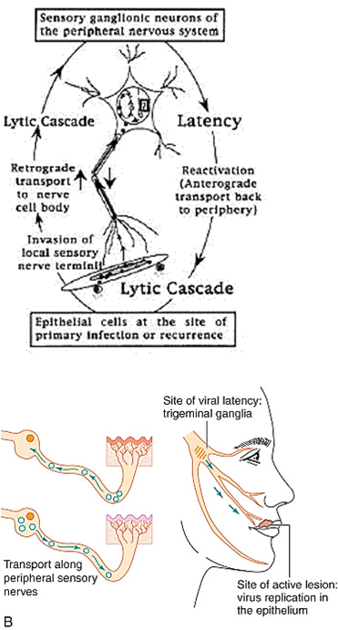 <p>What is <strong>asymptomatic shedding</strong> in <strong>HSV?</strong></p>