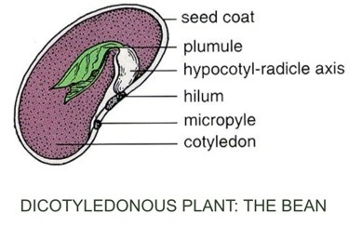 <p>scar in seed coat where funiculus was attached to seed</p>