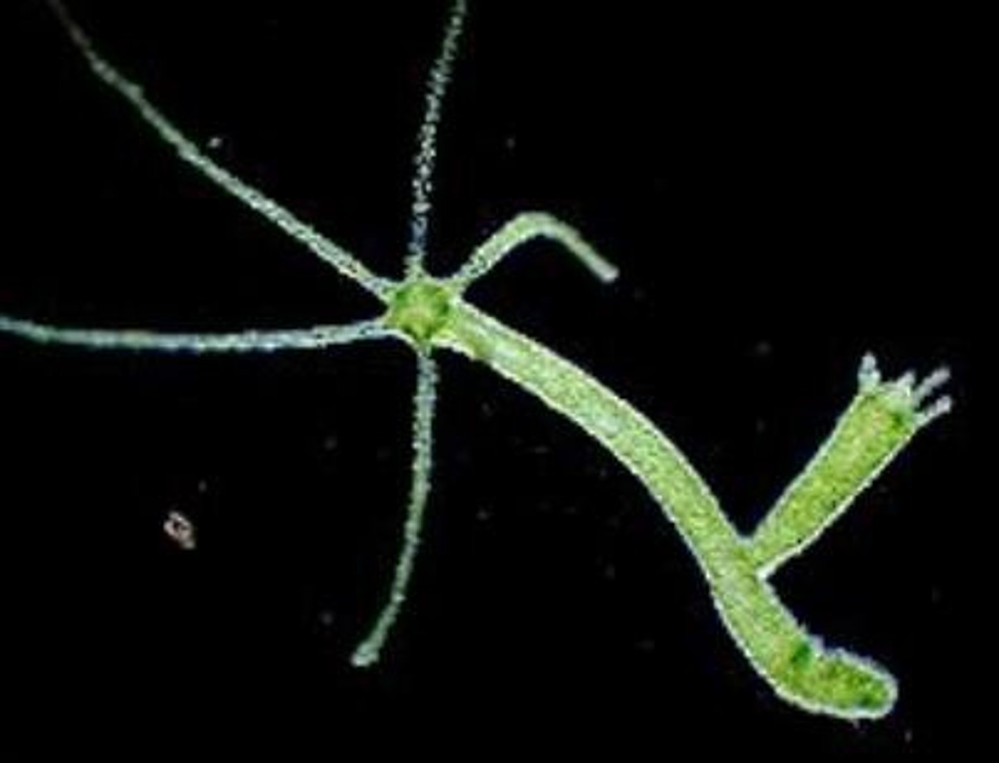 <p>Phylum Cnidaria, nematocysts</p>