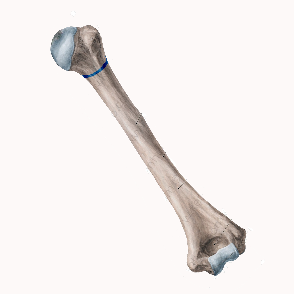 <p>Name the highlighted portion of the humerus</p>