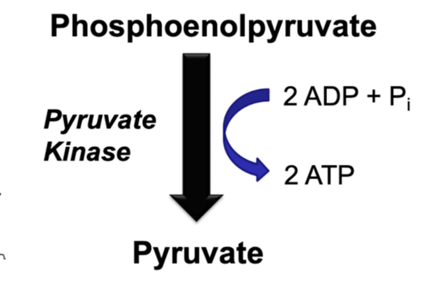 <p>high amount in liver after fasting- protein breakdown</p><p>-gluconeogenesis to make glucose</p><p>HIGH ALANINE INDICATES GLUCONEOGENESIS</p><p>- do not need to be breaking glucose</p>
