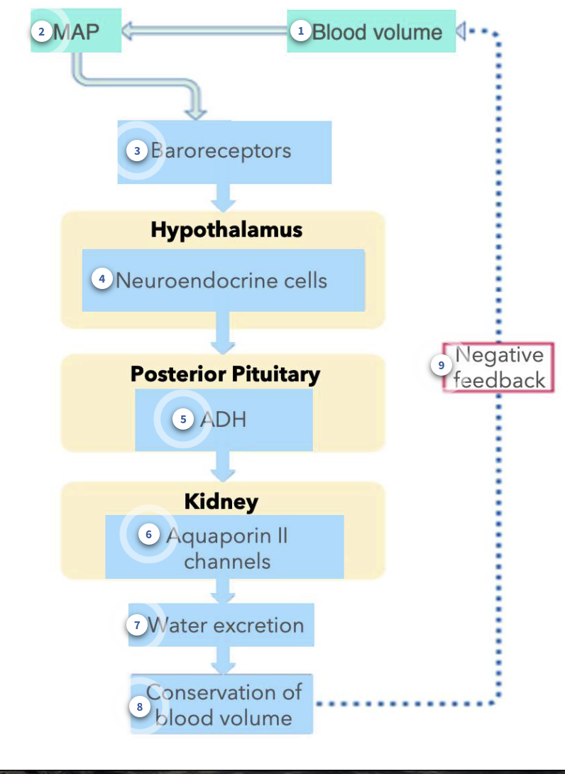 <ol><li><p>Blood volume changes </p><ol><li><p>The volume of the blood can decrease, as in scenarios of not having drank enough water (dehydration). When not enough water is remaining in the body, this directly impacts and reduces the volume of blood.</p></li></ol></li><li><p>Mean arterial pressure </p><ol><li><p>a decrease in the blood volume will decrease the MAP</p></li></ol></li><li><p>Detection by baroreceptors </p><ol><li><p>a change in the pressure is detectable by baroreceptors. A decrease in pressure reults in less APs being sent to the cardiovascular centre in the medulla oblangata </p></li></ol></li><li><p>Neuroendocrine cells </p><ol><li><p>Within the hypothalamus, are a subset of neurons that make the hormone, ADH. When blood pressure is lower than normal, this will stimulate these neuroendocrine cells, causing an increase in action potentials within these specialized neurons.</p></li></ol></li><li><p>Antidiuretic hormone </p><ol><li><p>When the neuroendocrine cells from the hypothalamus are stimulated, the action potentials travel down the axons, which are located within the posterior pituitary. ADH is released from the axon terminals of these neurons.</p></li></ol></li><li><p>Principal cells </p><ol><li><p>In the collecting duct, principal cells have receptors for ADH. Binding of ADH to its receptor on the plasma membrane of the cells causes more aquaporin II channels to insert into the luminal membrane. More water is reabsorbed from the filtrate.</p></li></ol></li><li><p>Urine Volume </p><ol><li><p>When more water is reabsorbed from the filtrate in the tubule lumen of nephrons, less water is excreted from the kidneys. That means that there is a reduced urine volume.</p></li></ol></li><li><p>Blood Volume Changes</p><ol><li><p>As more and more water is being reabsorbed from the filtrate (instead of being excreted in the urine), blood volume can be conserved.</p></li></ol></li><li><p>Negative Feedback</p><ol><li><p>When blood volume is returned to normal, then baroreceptors no longer cause a release of ADH from the posterior pituitary.</p></li></ol></li></ol><p></p>