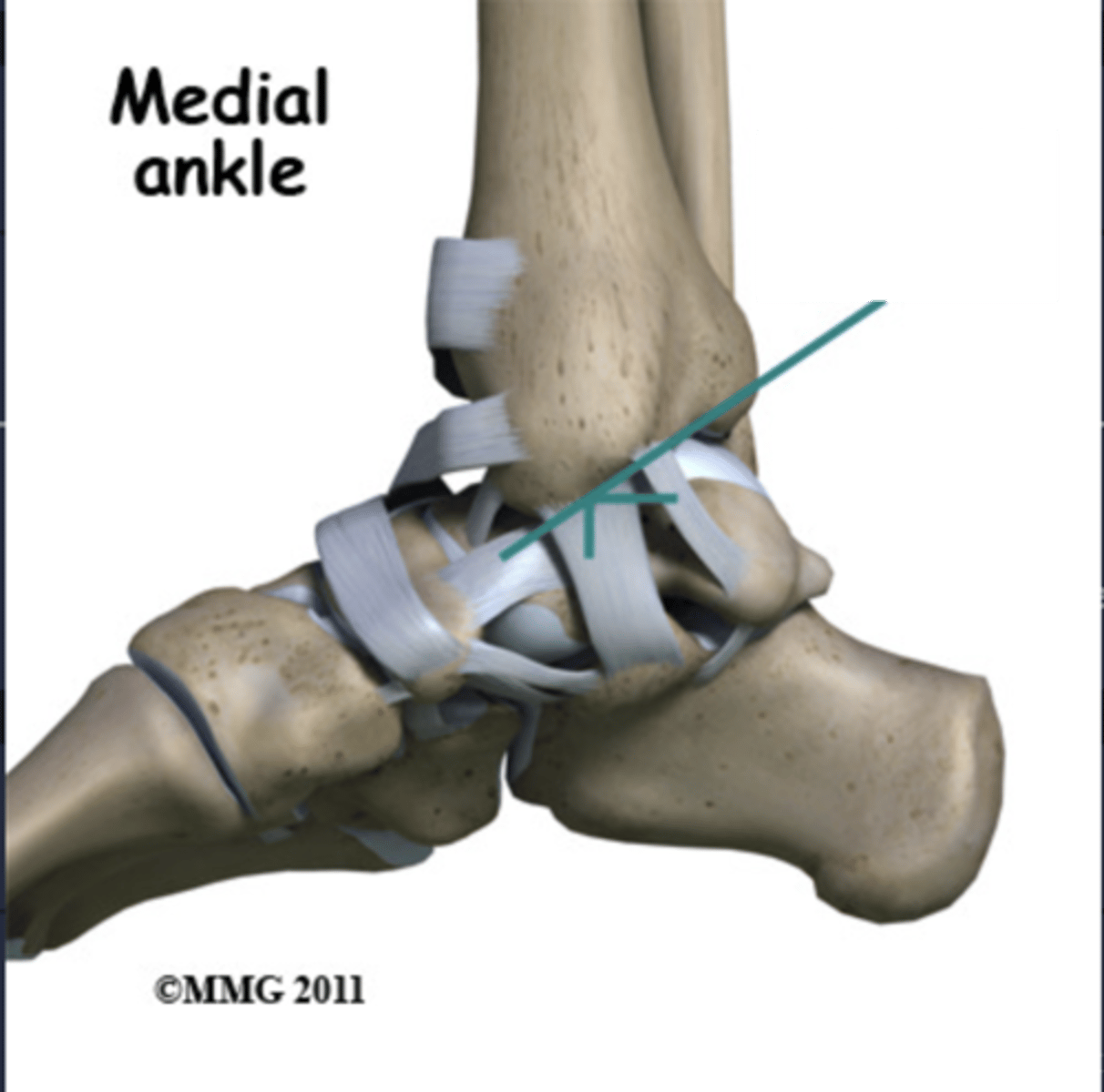 <p>deltoid</p>