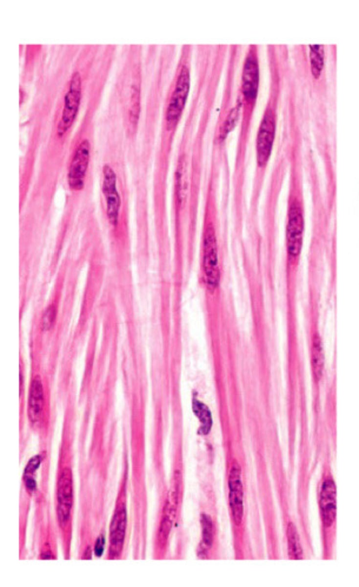 <p>Smooth muscle</p>