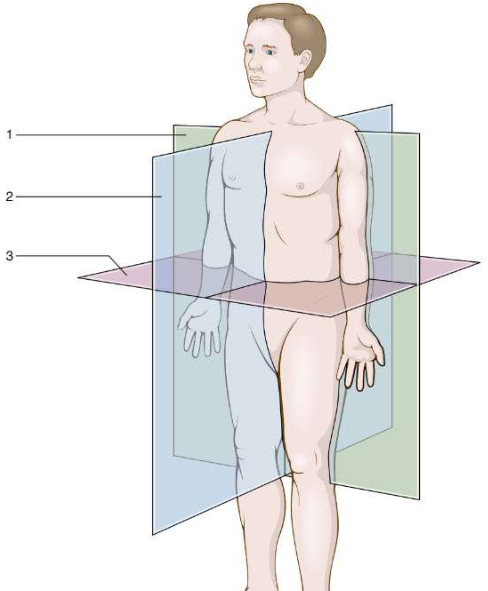 <p>Frontal </p>