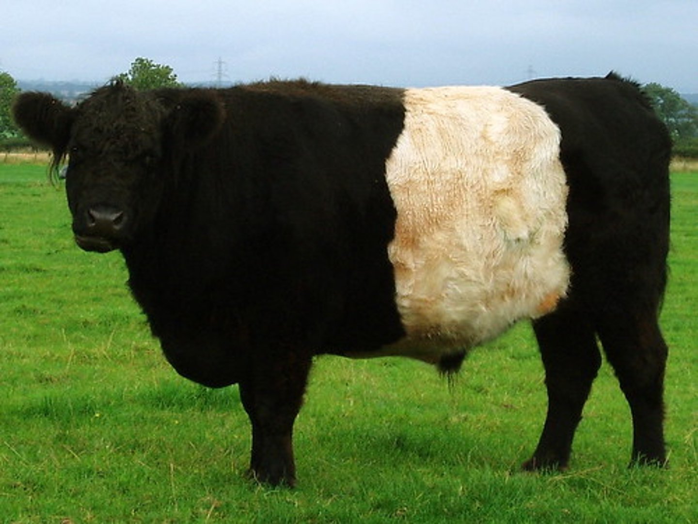 <p>almost any color, have a white band, dark eyes. long wavy coat, polled, beef, extensive</p>