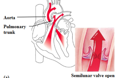 <p>As ventricles contract, blood is pushed up against the semilunar valves, forcing them open.</p>