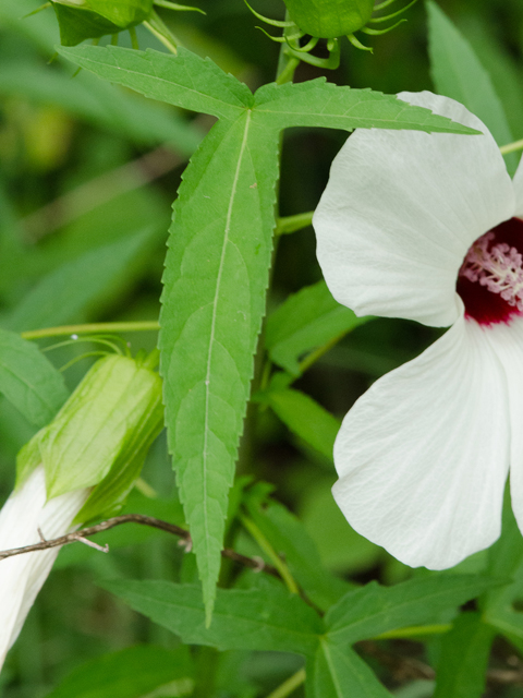 <p>Halberd-leaf Rosemallow&nbsp;</p>