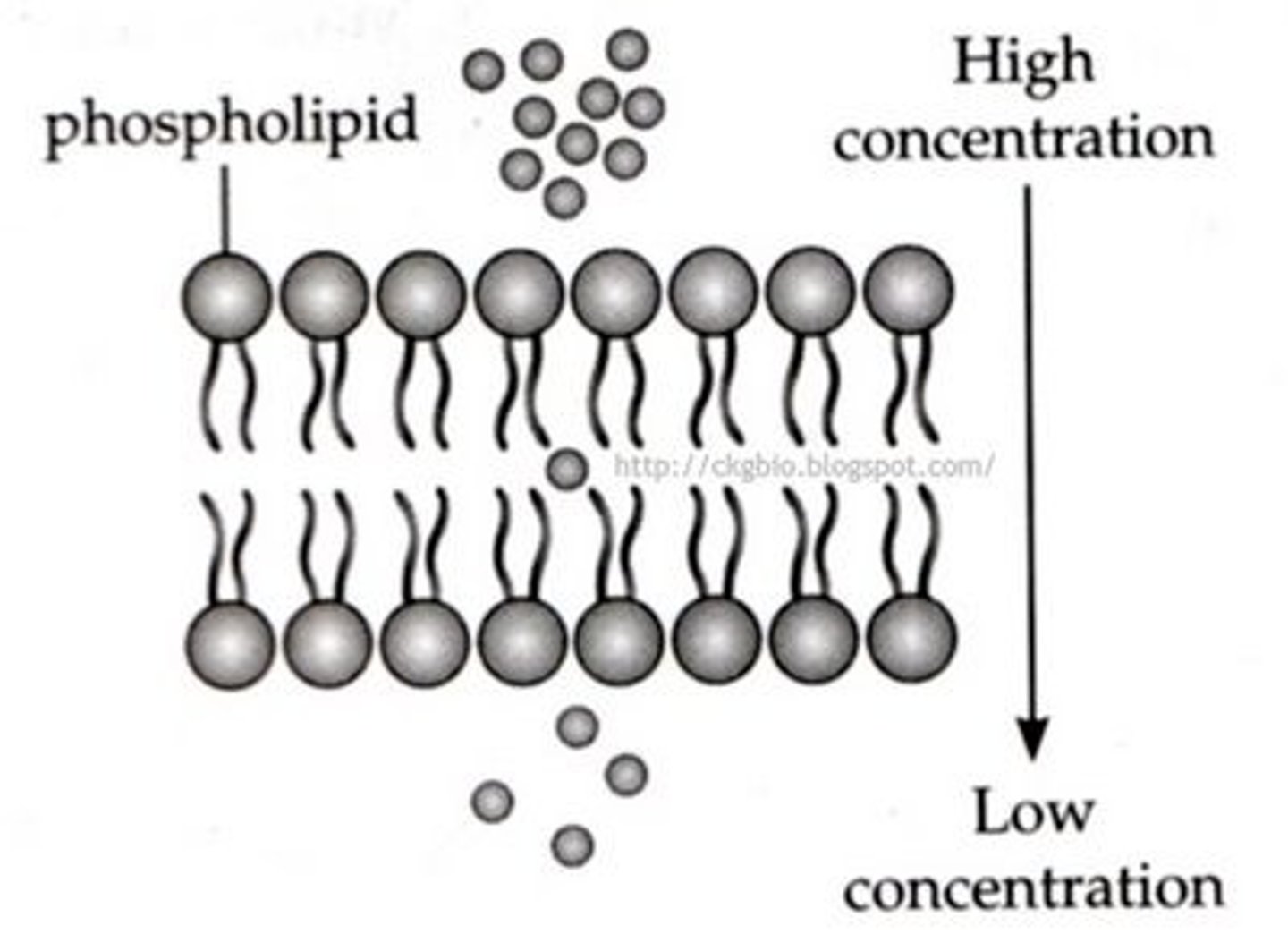 <p>Small substances pass through the cell membrane, from an area of high concentration to an area of low concentration.</p><p>Type of Transport - Passive </p><p>Non-polar (uncharged) substances move across the phospholipid bilayer</p><p>Polar (charged) substances move through a channel or pore in the membrane</p>