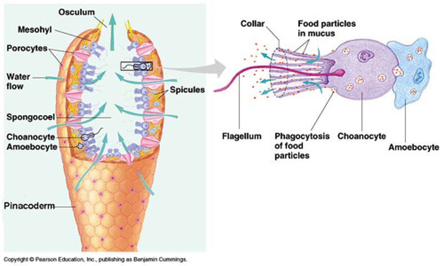 <p>a flagellated cell with a collar of protoplasm at the base of the flagellum, numbers of which line the internal chambers of sponges.</p>