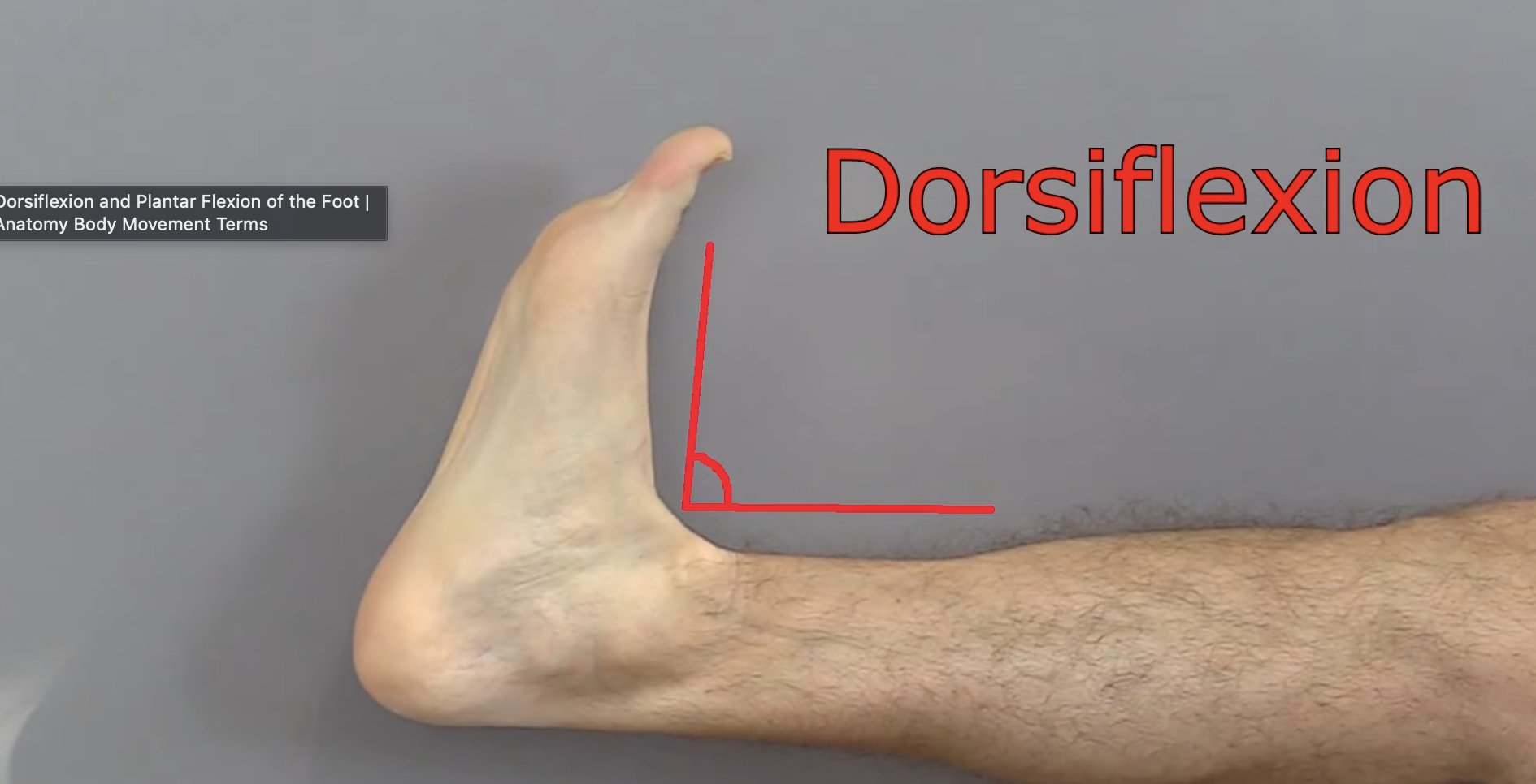 <p>toes pointing a little bit upward </p>