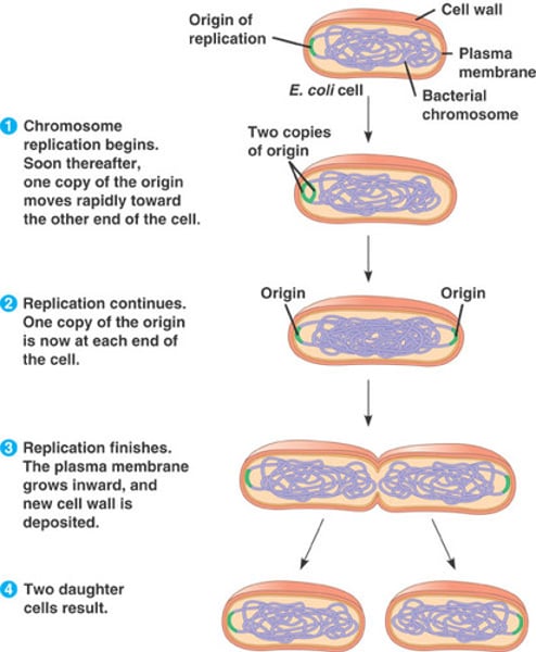 <p>Replisome (helicase, topoisomerases and DNA polymerase III) directs bidirectional DNA replication from a single origin of replication.</p>