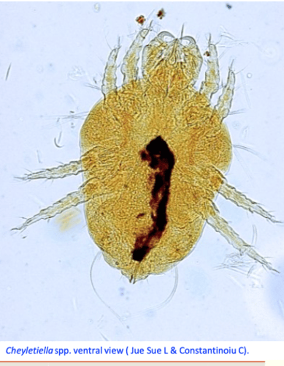<p>• All breeds might be affected;• More common in Cockerel and cats with long hair;</p><p>• Animals from all ages might become infested:</p><p>• Infestations are more severe in young animals;</p><p>• Some animals, usually adults, do not show clinical signs =&gt; asymptomatic carriers;</p><p>• Parasites are easily transferred from one host to another host (direct contact and indirect: brushes, combs etc) =&gt; highly contagious =&gt; common in animals from kennels, pet shops or that visit kennels, groomers etc =&gt; in multiple-pet households more than one animal is generally affected;</p>