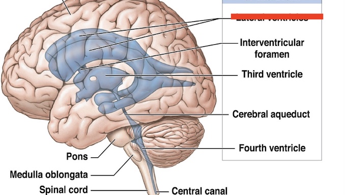 <p>14.1 What ventricle is this? What is the function? </p>