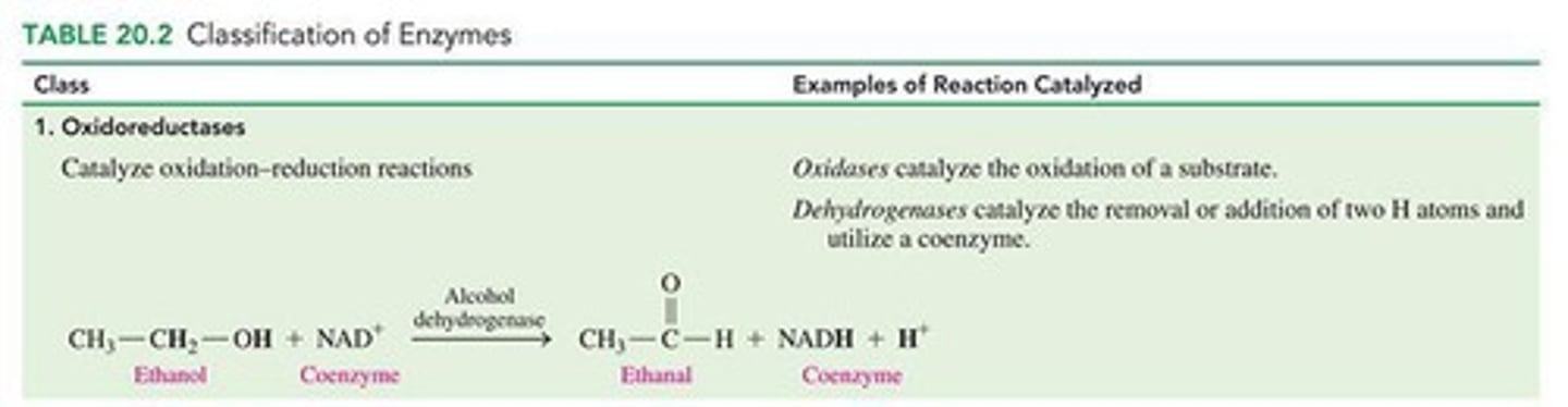 <p>They perform oxidation/reduction reactions by transferring electrons, oxygen, or hydrogen.</p>