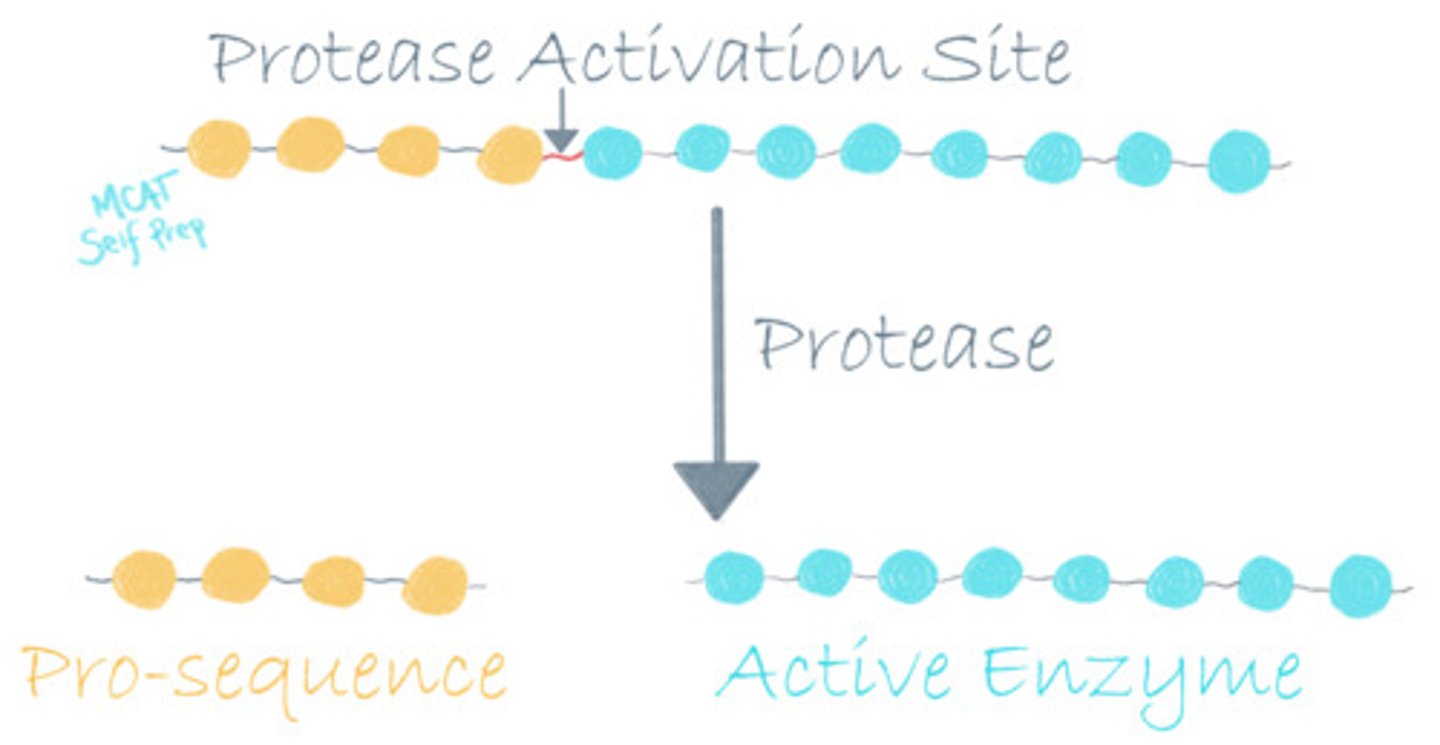 <p>(B) Zymogen</p><p>A zymogen is an inactive form of an enzyme that requires a covalent modification to be activated. The enzyme trypsin is secreted as an inactive zymogen that is activated once it reaches the intestines. This is vital, because activated trypsin would digest the pancreas!</p>