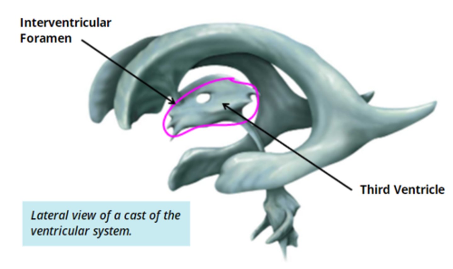 <p>- 1</p><p>- located in the middle of the diencephalon between the 2 halves of the thalamus </p><p>- connected to the lateral ventricles by the </p><p>interventricular foramina</p>