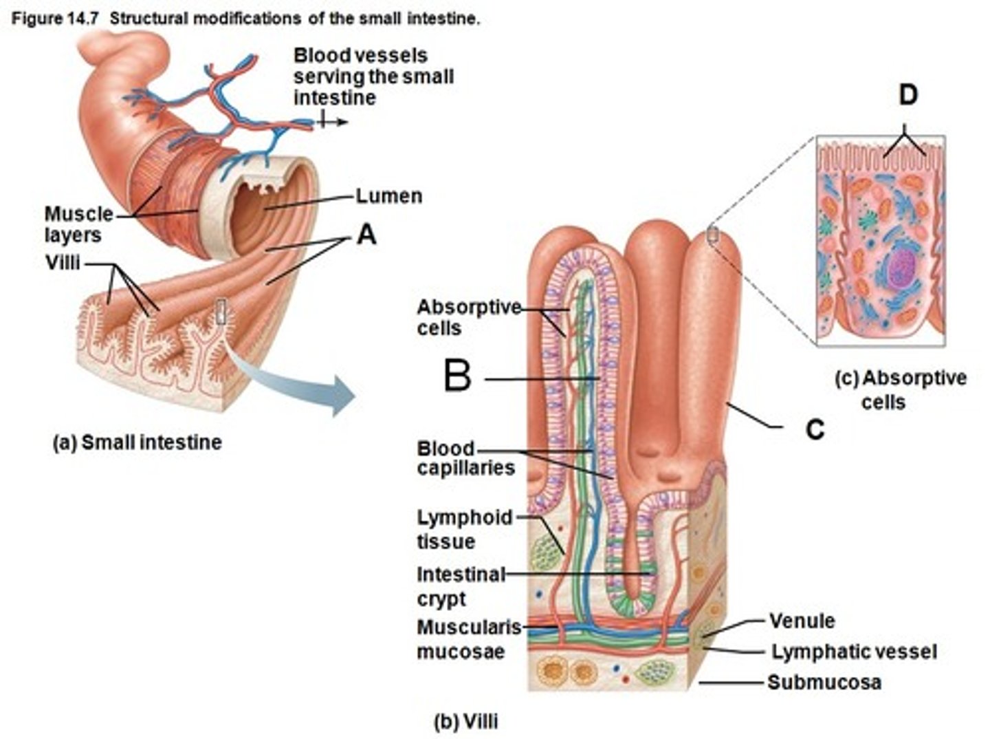<p>Fingerlike extensions of the intestinal mucosa that increase the surface area for absorption</p>