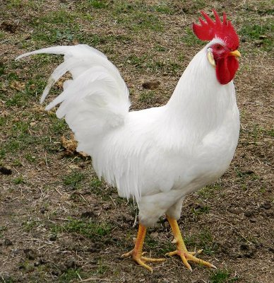 <p>Leghorns</p>