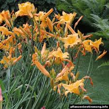 <p>Daylily</p>