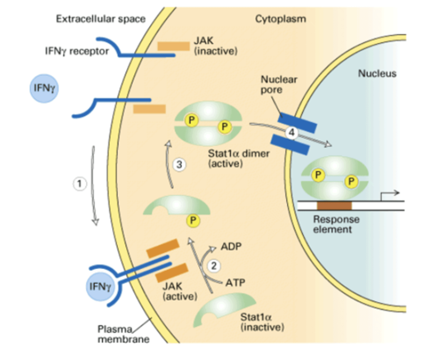 <p>- IFNY binds to receptor; leads to dimerization</p><p>- JAK is activated and phosphorylates Stat1</p><p>- Stat1 forms dimers and becomes active</p><p>- active stat enter nucleus and activates transcription</p>