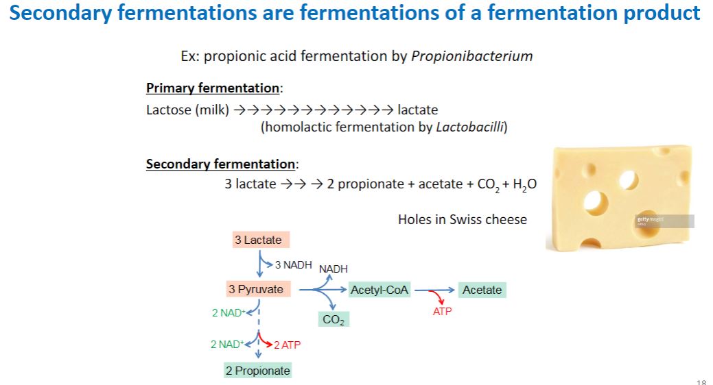 <p>Secondary fermentation</p>