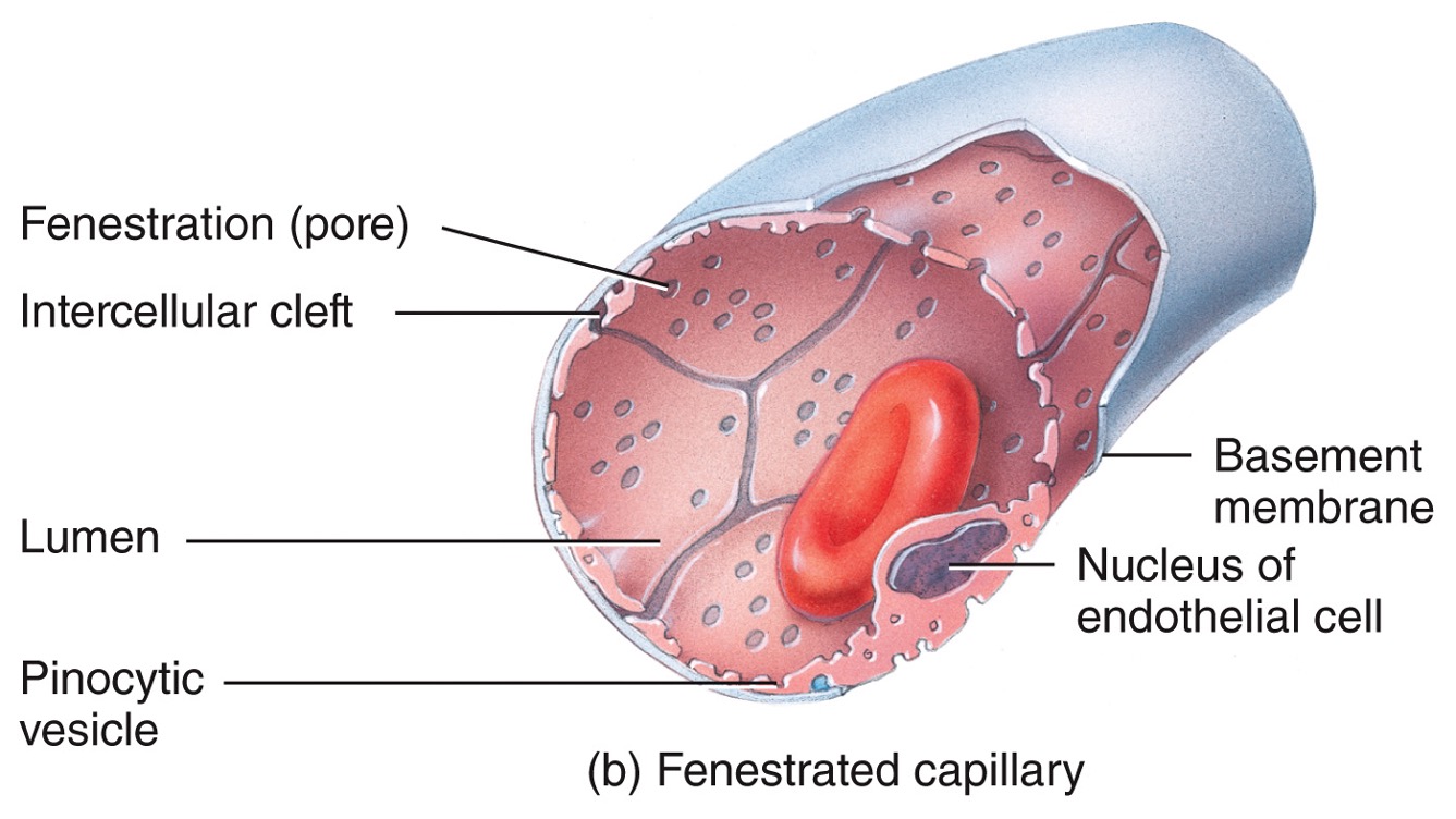 * pores allow some smaller proteins such as hormones to enter circulation
* found in kidneys, villi of small intestines, choroid plexuses in brain ventricles, most endocrine glands