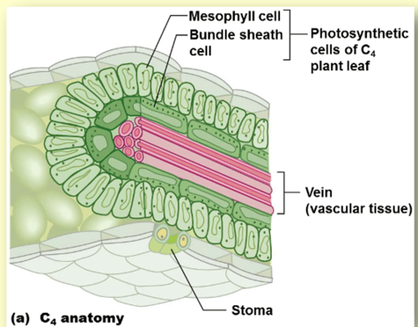 <p>surround the vascular tissue</p>