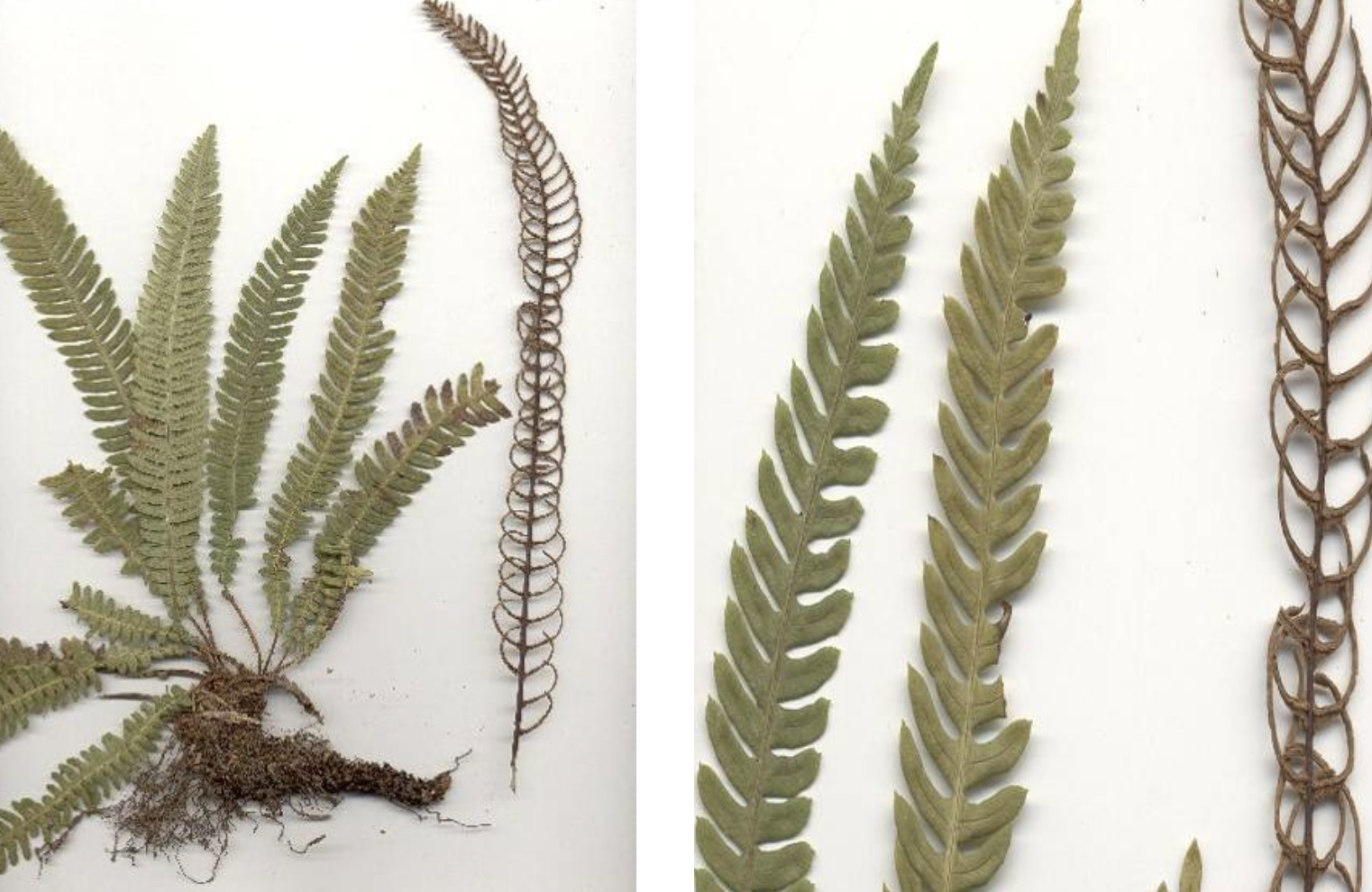 <p>Blechnum spicant</p>