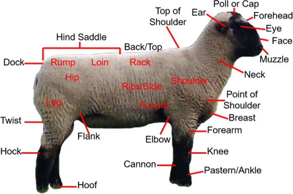 sheep external anatomy