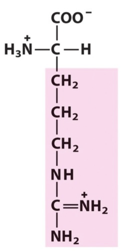 <p><span>Arg / R. pKa 12,5. Functional group -NH2. IP: 10,76. Polar, basic.</span></p>