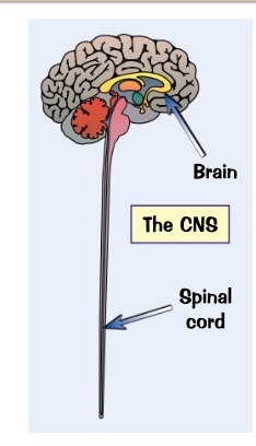 <p>CNS- coordinates info. cooardinated response always needs a stimulus, receptor and effector</p><p>made up of all the neurones (nerve cells_ in the body. </p><p>consists of the brain and spinal cord only.</p>