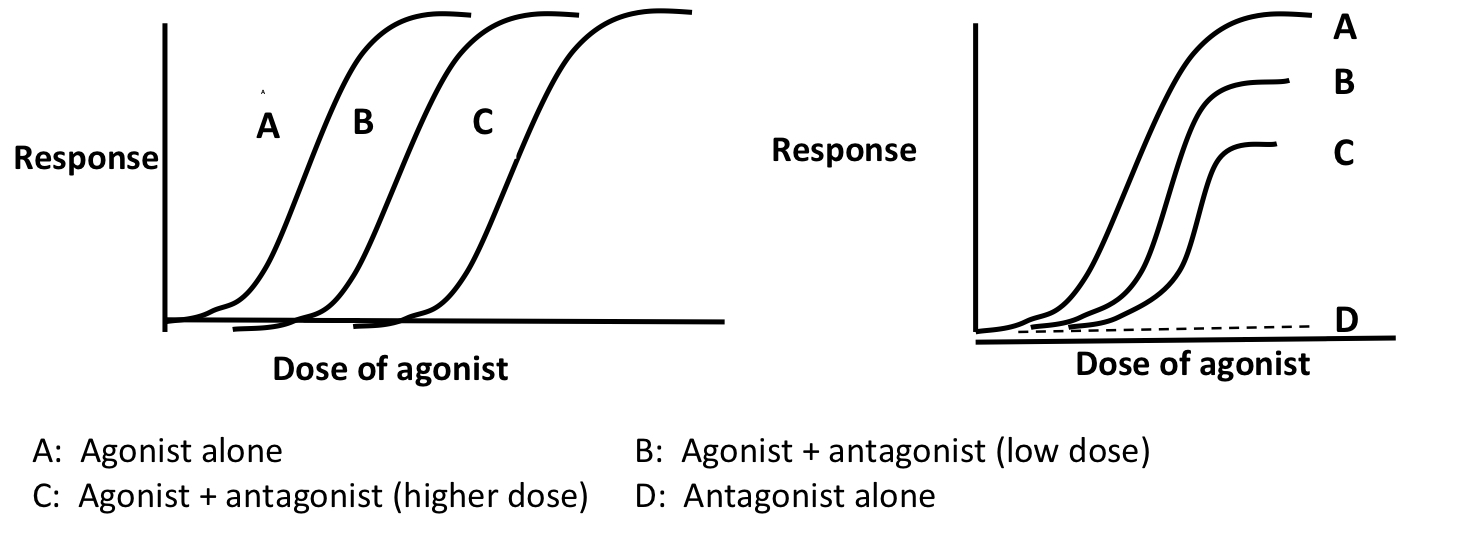 <p>What type of Antagonism is depicted on the L and R?</p>