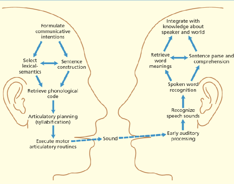 <p>conceptual knowledge ←—— sensation </p>