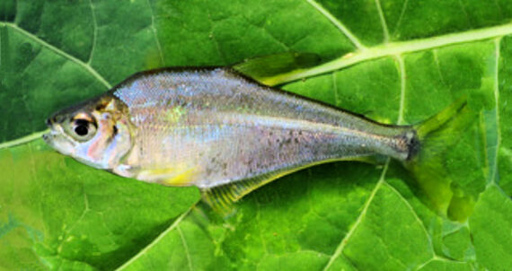 <p>Characins</p>