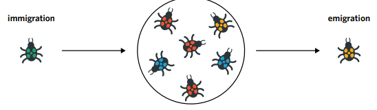 <ul><li><p>Involves the introduction or <mark data-color="blue" style="background-color: blue; color: inherit">removal of alleles</mark> between populations through <mark data-color="blue" style="background-color: blue; color: inherit">migration or interbreeding</mark></p></li><li><p>Migration occurs when populations are <mark data-color="blue" style="background-color: blue; color: inherit">physically close together </mark>or due to <mark data-color="blue" style="background-color: blue; color: inherit">external forces</mark> such as the <mark data-color="blue" style="background-color: blue; color: inherit">clearing of geographical barrier between populations</mark></p></li><li><p><mark data-color="blue" style="background-color: blue; color: inherit">Entering a population</mark> via <span><strong>migration </strong></span>means that their alleles are <mark data-color="blue" style="background-color: blue; color: inherit">added to the gene pool</mark> of that particular population</p></li><li><p><mark data-color="blue" style="background-color: blue; color: inherit">Existing a population</mark> via <span><strong>emigration </strong></span>means that their <mark data-color="blue" style="background-color: blue; color: inherit">alleles are removed from the gene pool</mark></p></li><li><p>When individuals<mark data-color="blue" style="background-color: blue; color: inherit"> temporarily enter a population and interbreed</mark> with local individuals before leaving again, <mark data-color="blue" style="background-color: blue; color: inherit">they contribute to the gene pool of that particular population</mark></p></li><li><p><span style="font-family: Calibri">populations in different geographic locations can exchange alleles through either<mark data-color="blue" style="background-color: blue; color: inherit"> migration or interbreeding</mark></span></p></li></ul><p></p>
