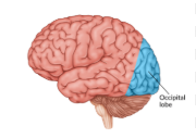 <p><span>It processes sensory information from the eyes, enabling us to perceive and interpret what we see.</span></p>