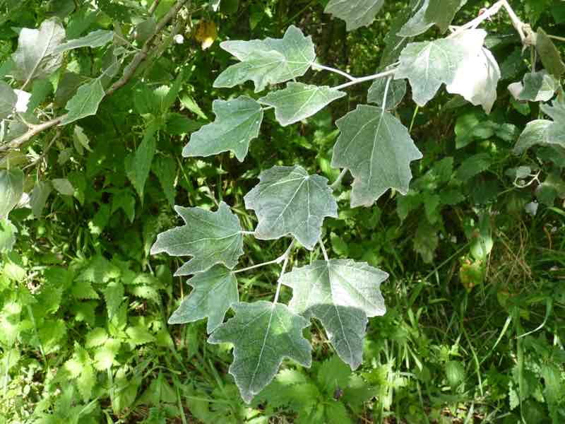 <p>Populus alba</p>