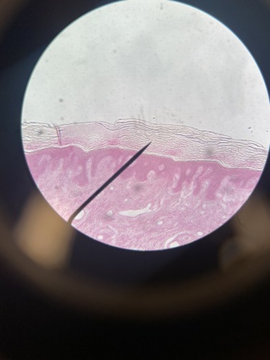 <p>Define and skin layer</p>