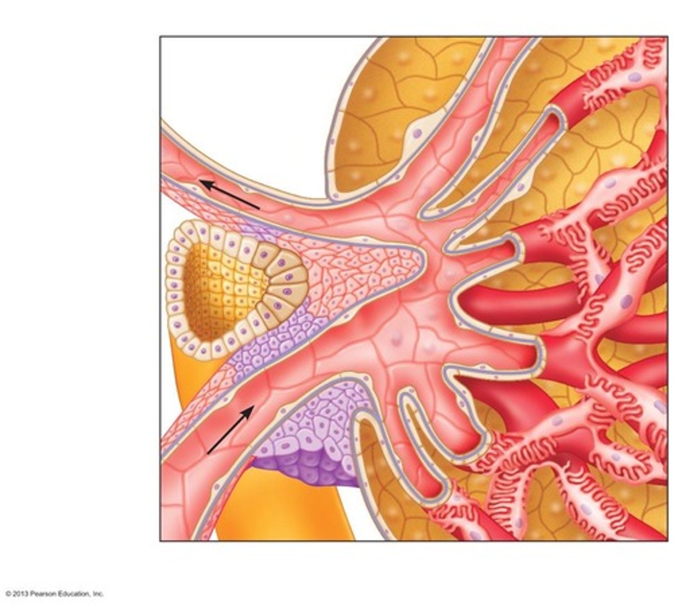 <p>It is where blood enters and filtrate is produced.</p>