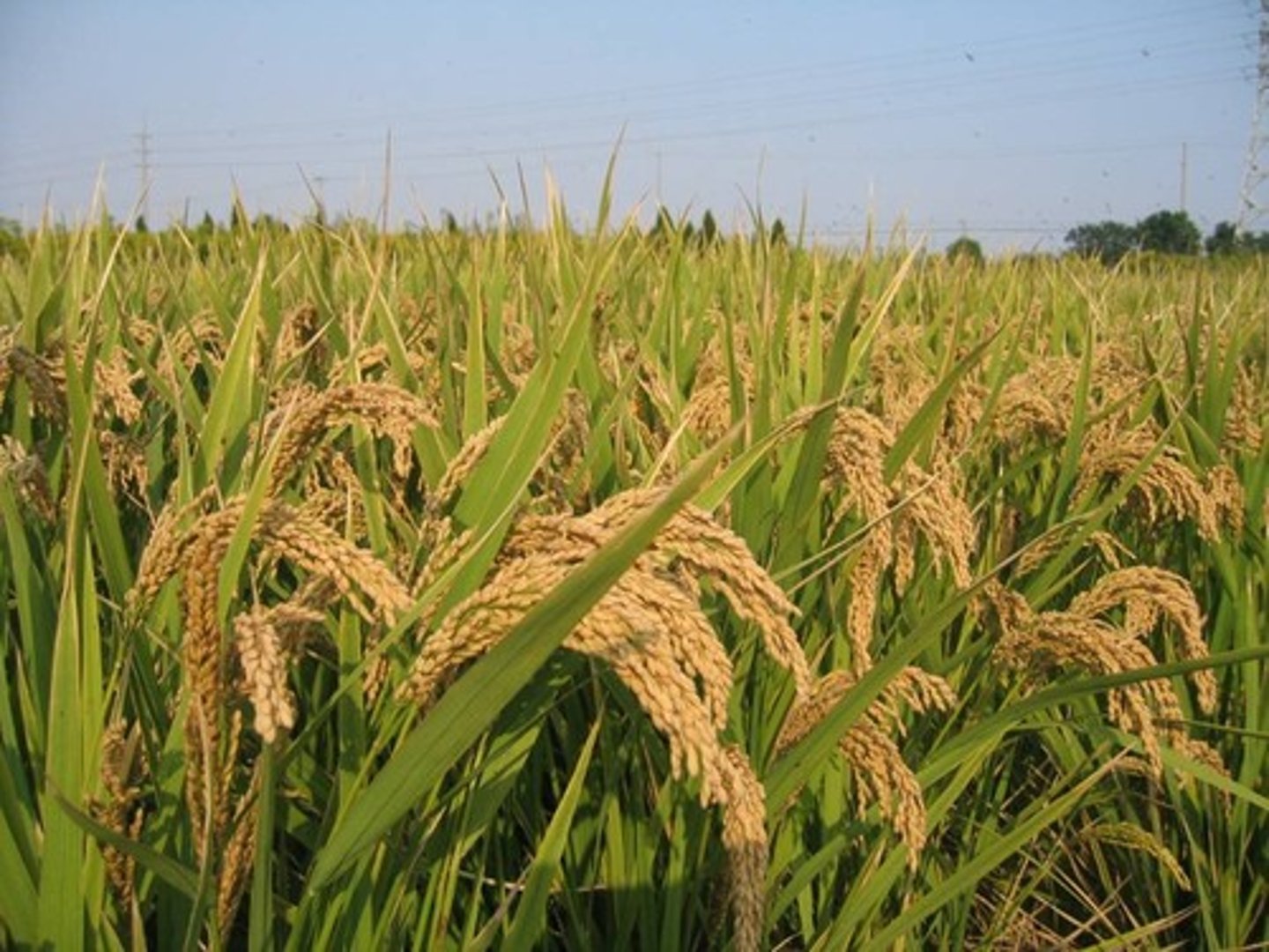 <p>hé - grain</p>